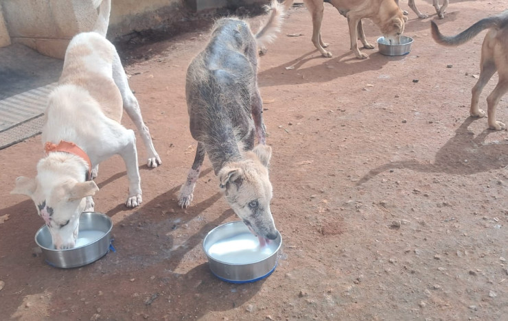 Packets Of Hope For Our Furry Pals